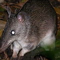 Long-nosed Bandicoot<br />Canon EOS 6D + EF400 F5.6L + SPEEDLITE 580EXII + Better Beamer